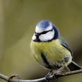 A portrait of an adult Blue Tit (Parus caeruleus).