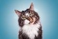 Portrait adult cat angora maine coon tabby and white serious look