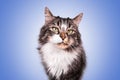Portrait adult cat angora maine coon tabby and white serious look