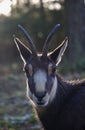 Portrait of a chamois back-lit by the morning sun Royalty Free Stock Photo