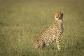 Portrait of an adult cheetah sitting upright in green grass looking alert in Masai Mara in Kenya Royalty Free Stock Photo
