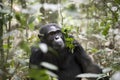 Portrait of adult chimpanzee, Kibale National Park, Uganda Royalty Free Stock Photo