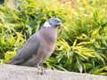 Portrait of adult common wood pigeon, Columba palumbus, perching