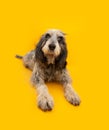 Portrait adult and concentrate Blue Gascony Griffon dog lying down and looking at camera. Isolated on yellow background. obedience