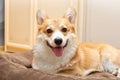 Portrait of adult corgi welsh Pembroke dog lying on pet bed and looking to the camera with doggy smile Royalty Free Stock Photo