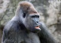 Portrait of an adult dominant male gorilla who looks away