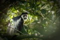 Portrait of adult Eastern black-and-white colobus, Kibale National Forest, Uganda. Royalty Free Stock Photo