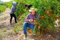 Portrait of adult farmer in process of harvesting ripe pomegranate on plantation