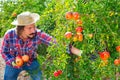 Portrait of adult farmer in process of harvesting ripe pomegranate on plantation