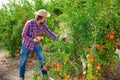 Portrait of adult farmer in process of harvesting ripe pomegranate on plantation