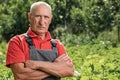 Portrait of an adult farmer, smiling and looking at the camera. A cheerful old man with gray hair wearing an outdoor apron with a Royalty Free Stock Photo