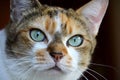 Portrait of an adult Singapura female calico tortoise shell cat with light green eyes and tabby stripe markings on forehead Royalty Free Stock Photo