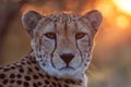 Portrait of adult female Cheetah at sunset South Africa