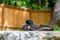 Portrait of adult female pet Cayuga duck resting on top of retaining wall in backyard