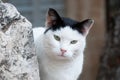 Portrait of a feral Jerusalem street cat with white face and black ears and head