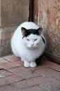 Portrait of a feral Jerusalem street cat with white face and black ears and head