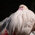 Portrait of a flamingo resting its head on its back