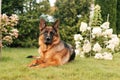 Portrait of an adult German shepherd dog in a garden. Purebred dog lying on the grass with flowers  in the yard in summer Royalty Free Stock Photo