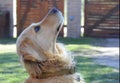 Portrait adult golden retriever dog looking up