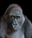 Portrait of an adult gorilla