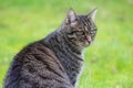 Portrait of an adult gray tabby cat sitting in the green lawn, animal and pet theme, copy space, selected focus Royalty Free Stock Photo