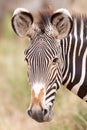 Portrait of an adult Grevy`s Zebra Samburu Kenya Royalty Free Stock Photo