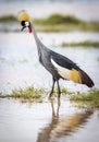 Grey crowned crane standing in water in Amboseli National Park in Kenya Royalty Free Stock Photo