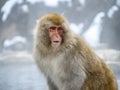 Portrait of an adult Japanese macaque in hot spring