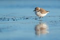 Portrait of an adult kentish plover in winter dress with reflection in water