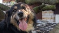 Portrait of an adult large dog in the yard of the house with his tongue hanging out. Black pet with brown eyes. Keeping a dog in Royalty Free Stock Photo