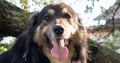 Portrait of an adult large dog in the yard of the house with his tongue hanging out. Black pet with brown eyes. Keeping a dog in Royalty Free Stock Photo