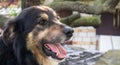 Portrait of an adult large dog in the yard of the house with his tongue hanging out. Black pet with brown eyes. Keeping a dog in Royalty Free Stock Photo