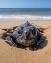 Portrait of adult leatherback female turtle, front flippers digging a deep hole on golden sand beach