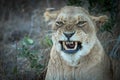 Portrait of adult lioness yawning