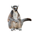 Portrait of an adult male of lemur katta on white background Royalty Free Stock Photo