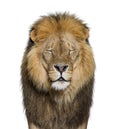 Portrait of an adult male lion facing the camera, eyes closed, Panthera leo, isolated on white Royalty Free Stock Photo