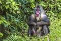 Portrait of the adult male mandrill Royalty Free Stock Photo