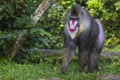 Portrait of the adult male mandrill