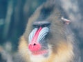 Portrait of the adult male mandrill, closeup of its colorful funny face. Royalty Free Stock Photo