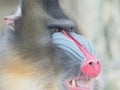 Portrait of the adult male mandrill, closeup of its colorful funny face Royalty Free Stock Photo