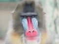 Portrait of the adult male mandrill, closeup of its colorful funny face Royalty Free Stock Photo