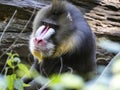 Portrait of an adult male Mandrill, Mandrillus sphinx Royalty Free Stock Photo