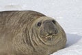 Portrait of adult male southern elephant seal lying in the snow Royalty Free Stock Photo