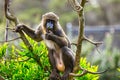 Portrait of the adult mandrill in its natural habitat close up, animal welfare concept Royalty Free Stock Photo