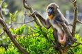 Portrait of the adult mandrill in its natural habitat close up, animal welfare concept Royalty Free Stock Photo