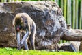 Portrait of the adult mandrill in its natural habitat close up, animal welfare concept Royalty Free Stock Photo