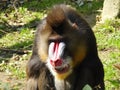 Portrait of an adult mandrill male Royalty Free Stock Photo