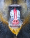 Portrait of the adult mandrill Royalty Free Stock Photo