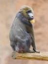 Portrait of the adult mandrill
