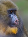 Portrait of the adult mandrill